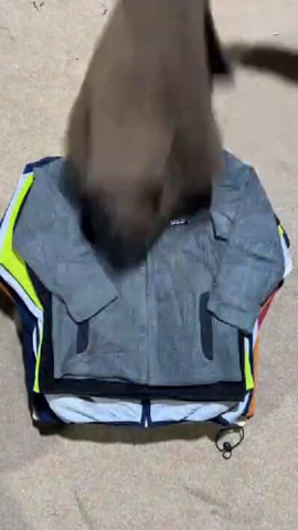 Patagonia fleece must be funky design and legit no..